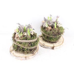 arr4 Narcis MB - Hout schijf  mosbol 285/5