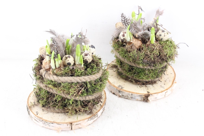 <h4>arr4 Narcis MB - Hout schijf  mosbol 285/5</h4>