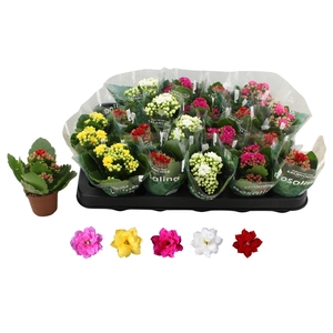 KALAN CALAN MIX ROSALINA P6