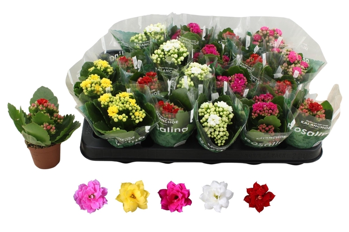 <h4>KALAN CALAN MIX ROSALINA P6</h4>