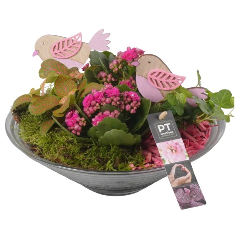 <h4>PTIG6807 Arrangementen kamerplanten</h4>