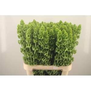 MOLUCCELLA STUK