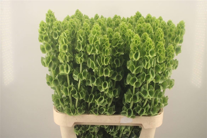 <h4>MOLUCCELLA STUK</h4>