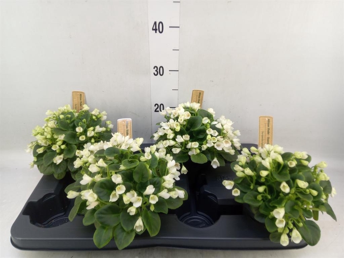 <h4>Saintpaulia   ...</h4>