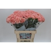 Dianthus St Lege Marrone