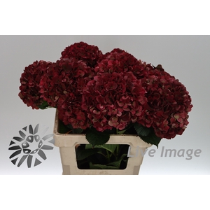 Hydrangea mag pink ruby classic