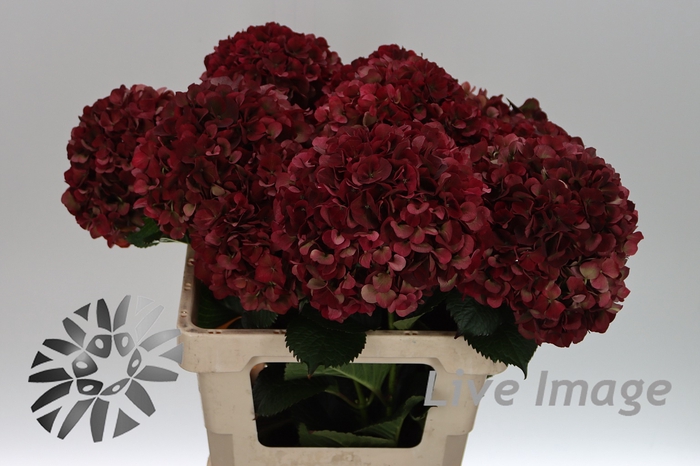<h4>Hydrangea mag pink ruby classic</h4>