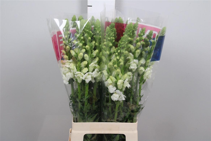 <h4>Antir Mary White</h4>