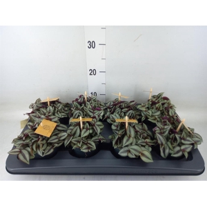 Tradescantia zebr. 'Purpusii'