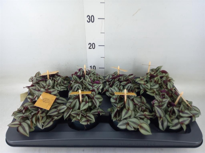 <h4>Tradescantia zebr. 'Purpusii'</h4>