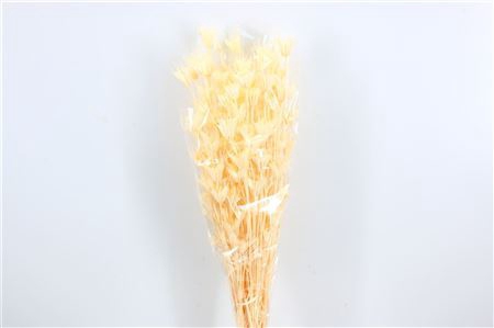 <h4>Dried Nigella Orientals Bleached Bunch</h4>