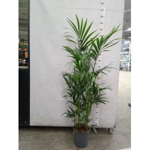 Howea forsteriana