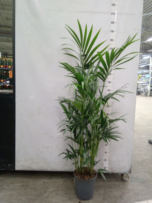 <h4>Howea forsteriana</h4>