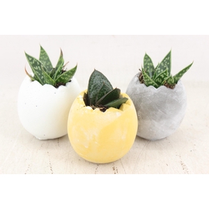 arr3 Demi - Ker. eitje kl. mix x6