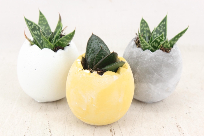 <h4>arr3 Demi - Ker. eitje kl. mix x6</h4>