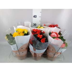 Begonia elat. DU   ...mix