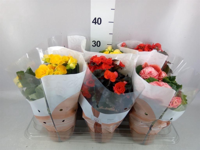 <h4>Begonia elat. DU   ...mix</h4>