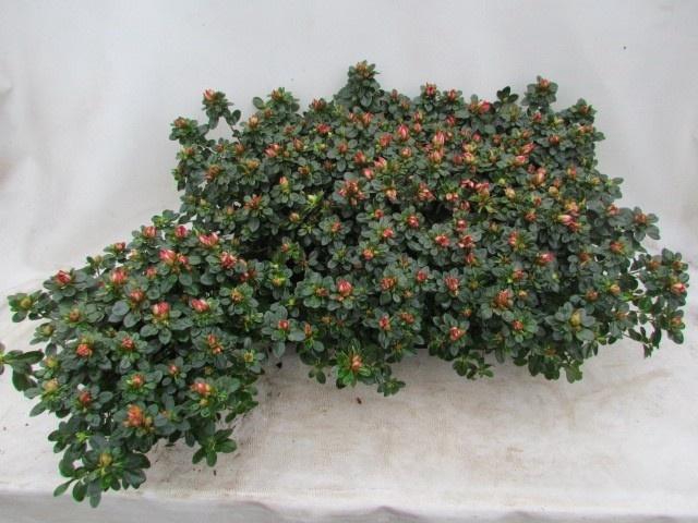 <h4>RHODO SI FLUOSTERN</h4>