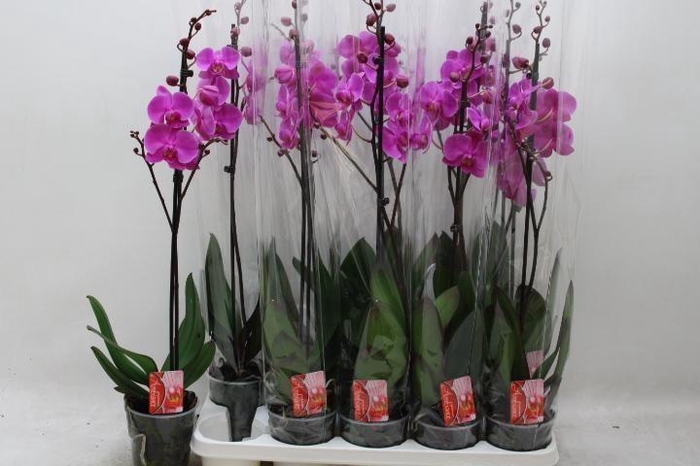 <h4>PHAL OV PAARS</h4>