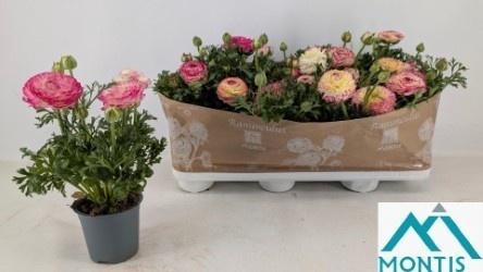 Ranun Sprink Vio Bic