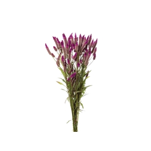 CELOSIA RABO DE GATO 050 CM PINK