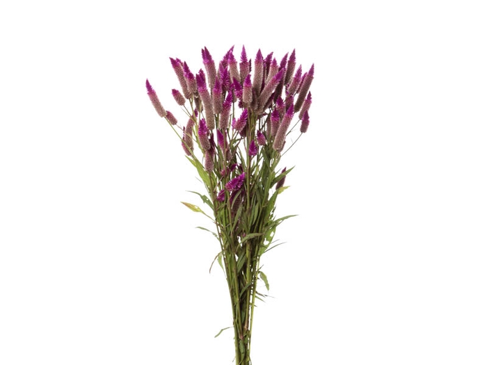 CELOSIA RABO DE GATO PINK 070 CM