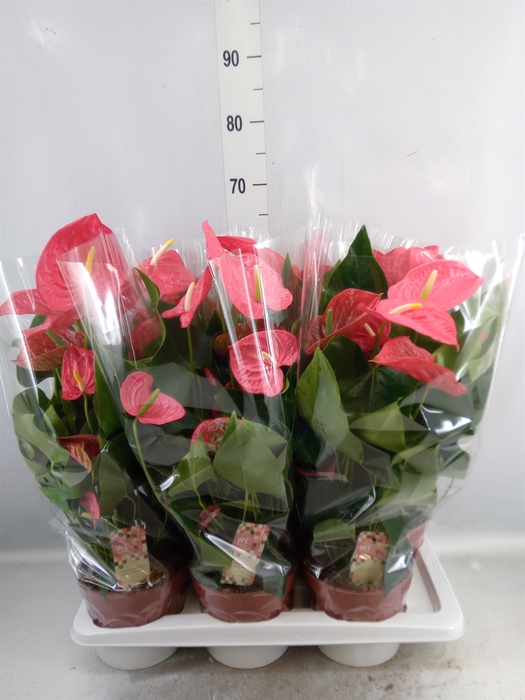 <h4>Anthurium andr. 'California'</h4>