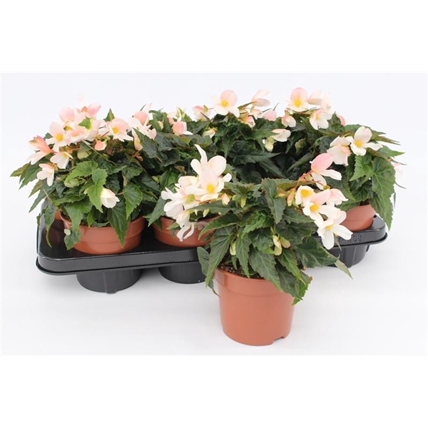 <h4>Begonia Waterfall White</h4>