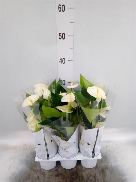 <h4>Anthurium andr. 'Cocos'</h4>