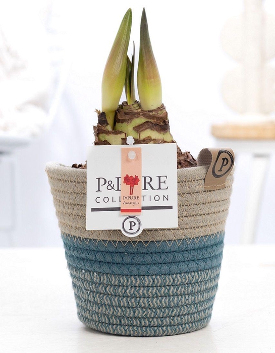 <h4>Hippeastrum red in P&PURE Fashionpot Valerie</h4>