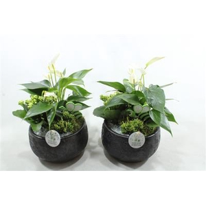 AE41 BLACK ESRA SMALL