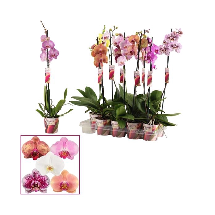 <h4>Phalaenopsis 1 tak 6-8 mix (Scenza)</h4>
