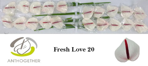 <h4>Anthurium Fresh Love</h4>