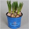 MUSCAR BLUE MAGIC