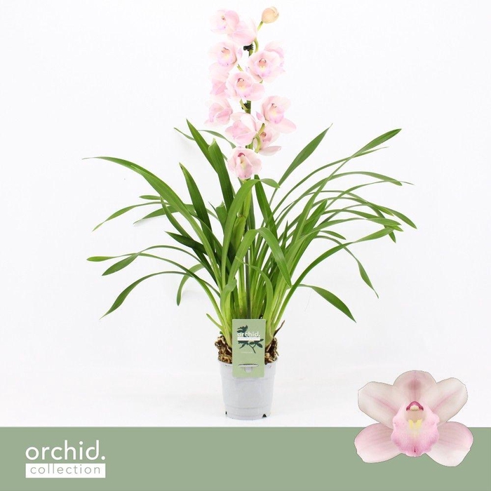 <h4>Cymbidium, Pink Bell 1-spike 'Orchid Collection'</h4>