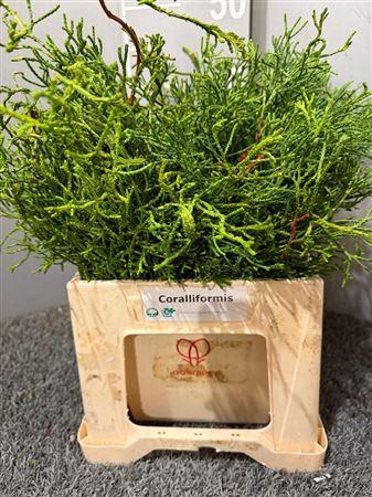 <h4>Co Chama Obt Coralliformis</h4>