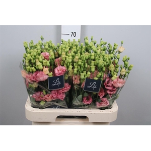 Eus G Sabrina Orange