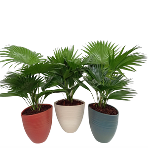 Livistona in Avani Pearl mix kleuren