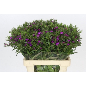 Dianthus Br Amazon Neon Purple