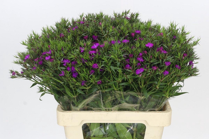 <h4>Dianthus Br Amazon Neon Purple</h4>