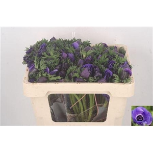 Anemone Galil Blue