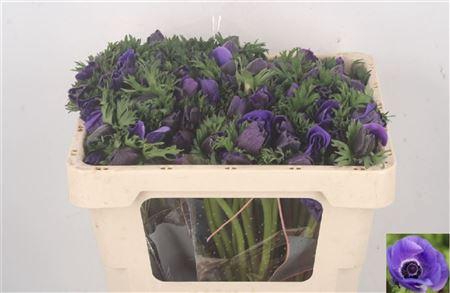 <h4>Anemone Galil Blue</h4>