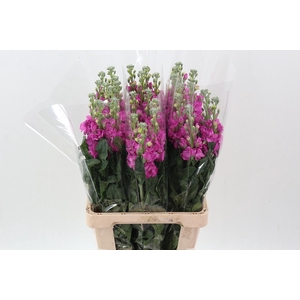 Matth Phantom Hot Pink