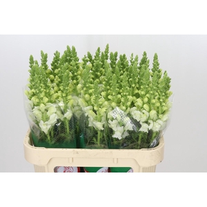 Antirrhinum Potomac Ivory White