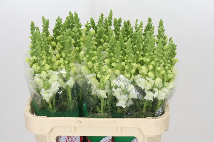 <h4>Antirrhinum Potomac Ivory White</h4>