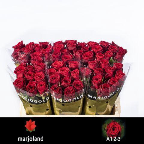 <h4>R Gr Red Naomi! 2-3</h4>