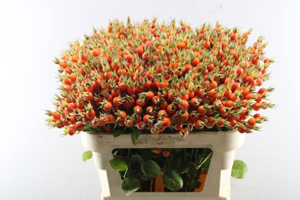 <h4>Rosa Pumpkin (70cm)</h4>