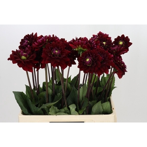 Dahlia Red Runner