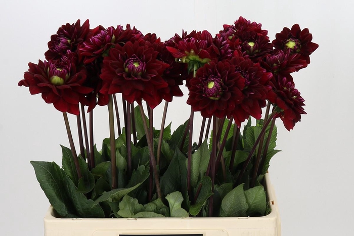 <h4>Dahlia Red Runner</h4>
