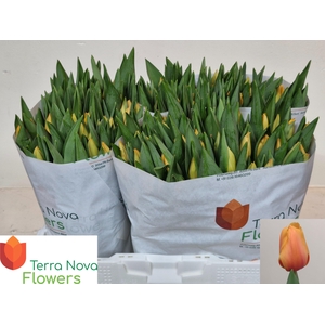 TU EN SALMON LALIBEL